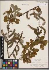 Foto von Salix caprea L.